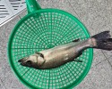 부산강서구회센터 - 농어,돌돔