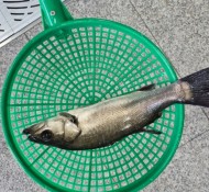 부산강서구회센터 - 농어,돌돔