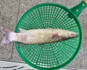 부산강서구회센테 - 밀치,우럭