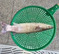 부산강서구회센테 - 밀치,우럭