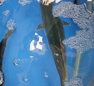 부산강서구회센터 - 대방어